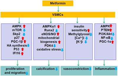 Metformin and Vascular Diseases: A Focused Review on Smooth Muscle Cell Function